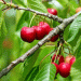 Bavaria’s 2024 Cherry Harvest Expected to be Severely Below Average
