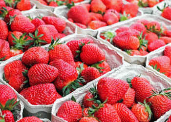 Strawberry Season Wraps Up with 8% Increase in Export Value Despite Production Decline