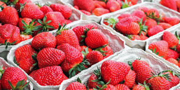 Strawberry Season Wraps Up with 8% Increase in Export Value Despite Production Decline