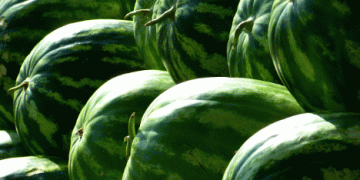 Spain vs. Competitors: A Comprehensive Comparison of Watermelon Production and Export in 2023