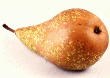 Dutch Fruit Producers Face Lower Pear Yields Amid Steady Apple Harvest