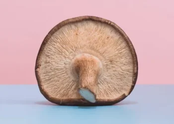 Advancing Sustainability in Australian Agriculture: Innovations in Mushroom Farming