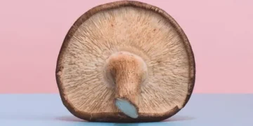 Advancing Sustainability in Australian Agriculture: Innovations in Mushroom Farming