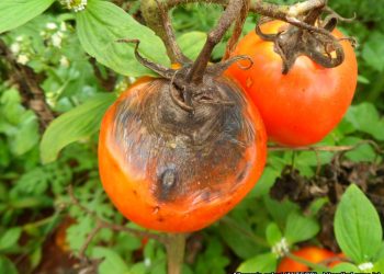Biological control of tomato early blight in Pakistan through the application of local  rhizobacteria