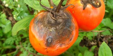 Biological control of tomato early blight in Pakistan through the application of local  rhizobacteria