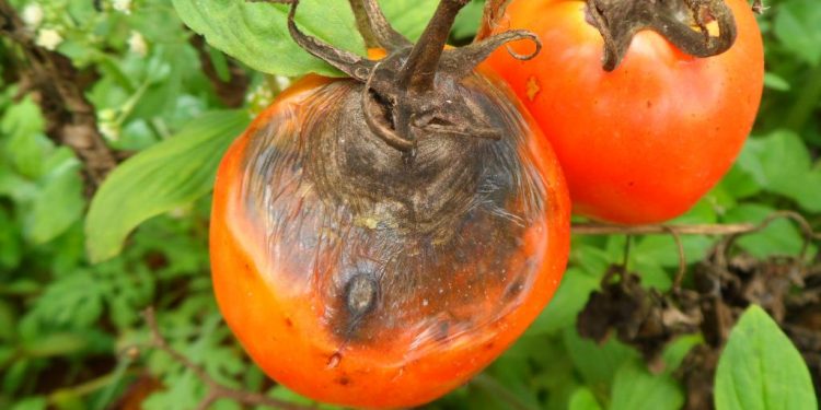 Biological control of tomato early blight in Pakistan through the application of local  rhizobacteria