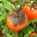 Biological control of tomato early blight in Pakistan through the application of local rhizobacteria