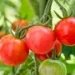 Azerbaijan’s Tomato Export Boom: A Closer Look at Market Dynamics and Challenges