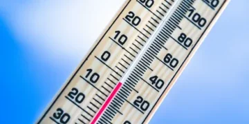 Severe Black Frost Ravages Limpopo Agriculture