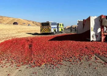 Tomato Truck Accident on Interstate 5: Impact on California’s Tomato Supply Chain