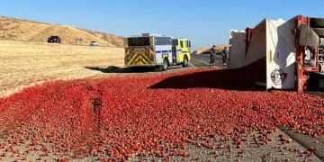 Tomato Truck Accident on Interstate 5: Impact on California’s Tomato Supply Chain