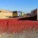 Tomato Truck Accident on Interstate 5: Impact on California’s Tomato Supply Chain