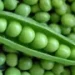 Russia Dominates Chinese Pea Market, Surpassing Canada