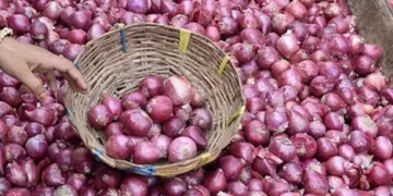 Government Procurement Boosts Onion Prices in Maharashtra
