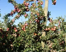 Zeder Holdings Sells Top Fruit Farms Amid Strong South African Apple and Pear Market