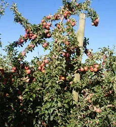 Zeder Holdings Sells Top Fruit Farms Amid Strong South African Apple and Pear Market