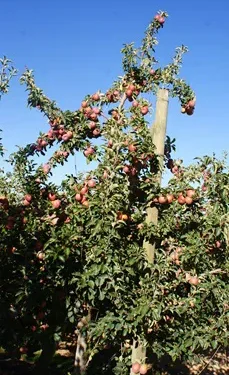 Zeder Holdings Sells Top Fruit Farms Amid Strong South African Apple and Pear Market
