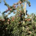 Zeder Holdings Sells Top Fruit Farms Amid Strong South African Apple and Pear Market