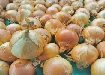 Surge in Demand for Fresh Onions in Papua New Guinea Boosts Local Agriculture