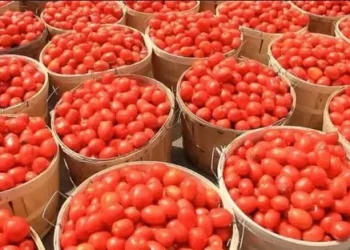 Tomato Prices Surge in Nigeria: Factors and Implications