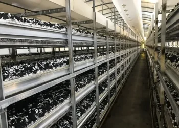 The Challenge of Automating Mushroom Harvesting: Innovations and Industry Insights