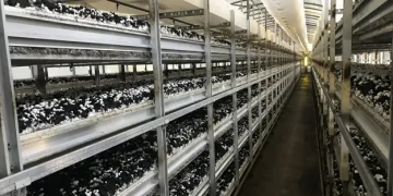 The Challenge of Automating Mushroom Harvesting: Innovations and Industry Insights