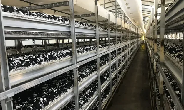 The Challenge of Automating Mushroom Harvesting: Innovations and Industry Insights