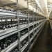 The Challenge of Automating Mushroom Harvesting: Innovations and Industry Insights