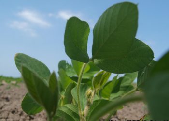 Plant parasitic nematodes on soybean (Glycine max (L) Merr.) in the Metekel zone (Ethiopia) and varietal resistance evaluation to Meloidogyne javanica