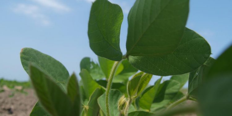 Plant parasitic nematodes on soybean (Glycine max (L) Merr.) in the Metekel zone (Ethiopia) and varietal resistance evaluation to Meloidogyne javanica
