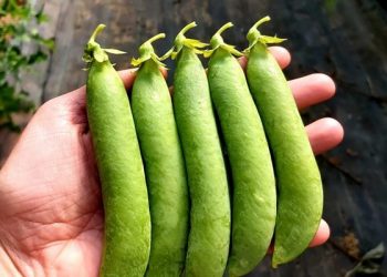 GreenPeas: Meeting Growing Demand for Sweet Protein Legumes in Europe