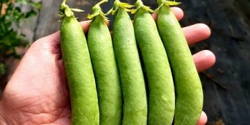 GreenPeas: Meeting Growing Demand for Sweet Protein Legumes in Europe