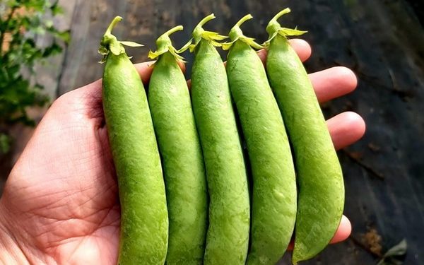 GreenPeas: Meeting Growing Demand for Sweet Protein Legumes in Europe