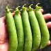 GreenPeas: Meeting Growing Demand for Sweet Protein Legumes in Europe