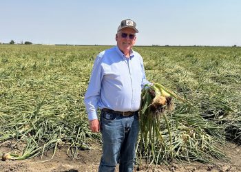 Stability Returns to Colored Onion Prices Amidst Increased Supply