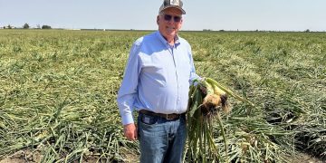 Stability Returns to Colored Onion Prices Amidst Increased Supply