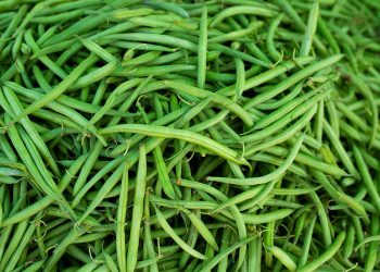 Moroccan Green Beans Market: Insights and Trends for Seasonal Pricing