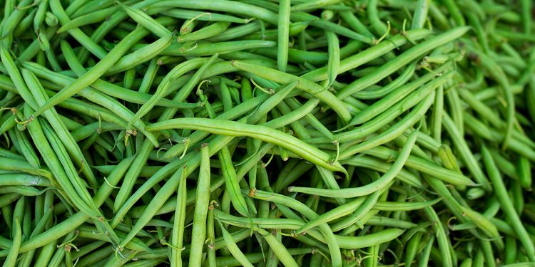 Moroccan Green Beans Market: Insights and Trends for Seasonal Pricing