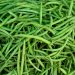 Moroccan Green Beans Market: Insights and Trends for Seasonal Pricing