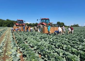 New York Cabbage Harvest Begins Amidst Shifting Seasonal Patterns