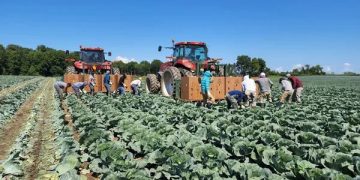 New York Cabbage Harvest Begins Amidst Shifting Seasonal Patterns