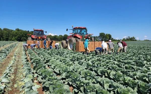 New York Cabbage Harvest Begins Amidst Shifting Seasonal Patterns