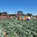 New York Cabbage Harvest Begins Amidst Shifting Seasonal Patterns