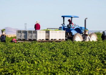 Early Start for New Mexico’s Hatch Chile Season Brings Optimism