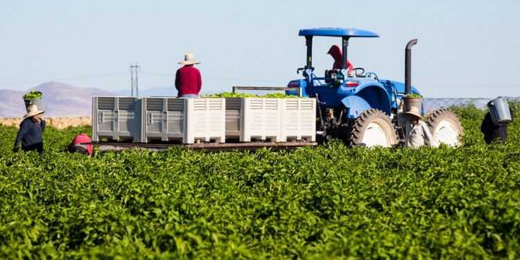 Early Start for New Mexico’s Hatch Chile Season Brings Optimism