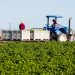 Early Start for New Mexico’s Hatch Chile Season Brings Optimism