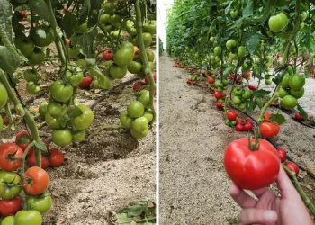 Manier Seeds Showcases ToBRFV-Resistant Tomato Varieties in Almeria, Spain