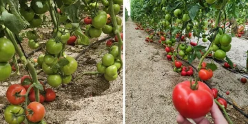 Manier Seeds Showcases ToBRFV-Resistant Tomato Varieties in Almeria, Spain