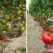 Manier Seeds Showcases ToBRFV-Resistant Tomato Varieties in Almeria, Spain