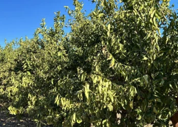Exceptional Cold Causes Significant Damage to South Africa’s Winter Vegetables and Citrus Crops